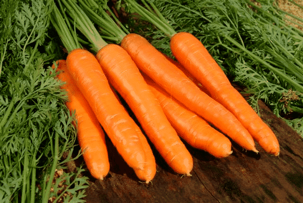 Carrot is a popular folk remedy for the treatment of male impotence. 