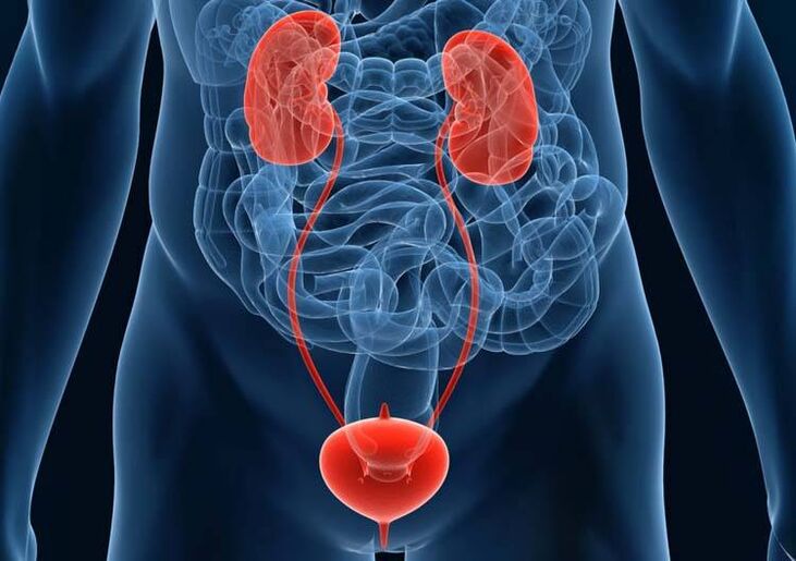 Diseases of the genitourinary system can cause problems with potency