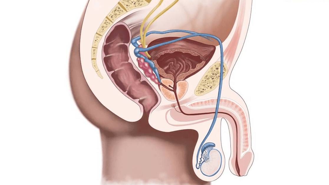 penile structure