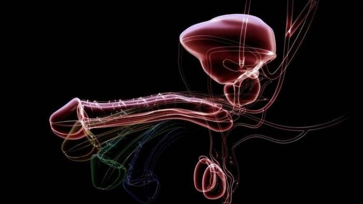 Why discharge appears when men are excited and is it normal